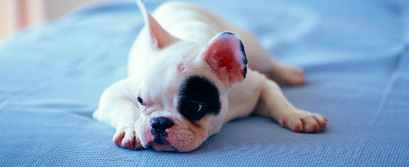 Comprar Bulldog Francés en México