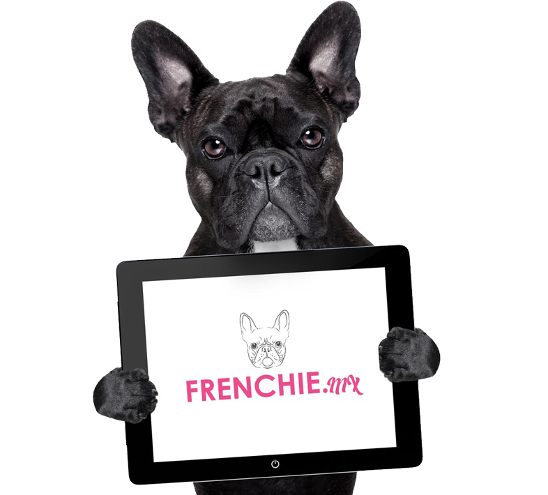 bulldog frances Frenchie.mx